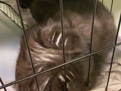 -伟伟宠物医院·CT影像中心·瑞派犬猫综合性门诊(汉口总院)