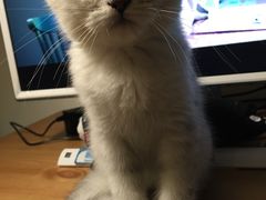 -Bastet sally猫舍购宠(静安店)