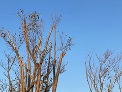 -春花秋色城市公园