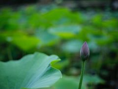 -万源龙顺度假庄园生态观光园