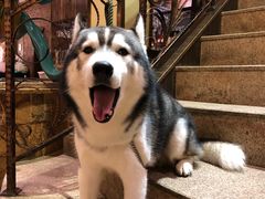 -more than meow吴止猫主题餐厅(承德 中船汇店)