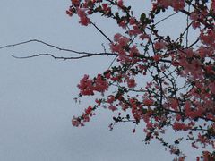 -花马天堂云南餐厅 Lost Heaven(外滩店)