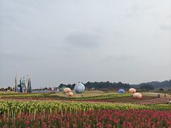 -空港花田景区
