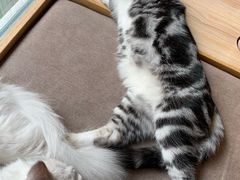 -猫和宫(六道口店)