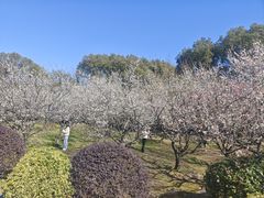 -香雪海