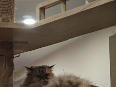 -滚猫咖啡·猫咖·猫友好撸猫(未来城店)