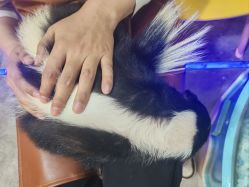 -神奇动物撸宠馆·羊驼·小浣熊·异宠(豫园店)