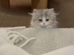 -momokira米努特·德文卷毛猫·棉花面纱犬