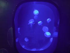-凯莉-塔尔敦海洋生物水族馆