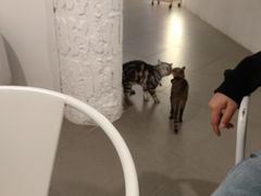 -有猫主题·治愈系猫咖(曾厝垵店)