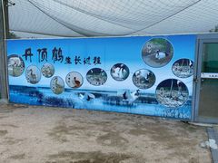 -盐城丹顶鹤湿地生态旅游区