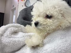 -中农国际动物医院24小时·猫科·骨科·急重症中心