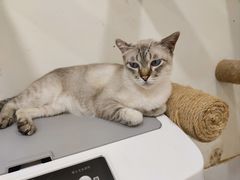 -共舞时光猫咖·狗咖(新街口店)