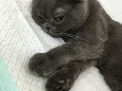 -爱侣宠医·鹦鹉专科·小型哺乳类·异宠专科(灵石路店)