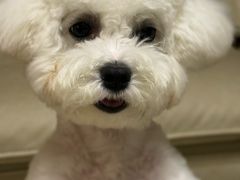 -翊宠yipet猫狗购宠庄园