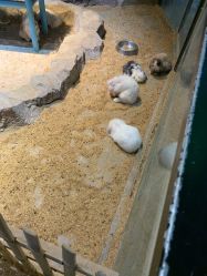 -酷嗒动物文化乐园(cutezoo西溪乐天城店)