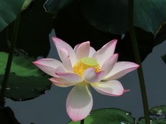 -荔湾湖公园