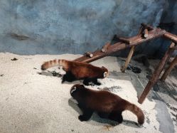 -Zoolung Zoolung动物主题公园(海信广场店)