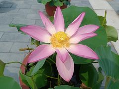 -莲花池公园