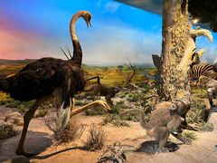 -国家自然博物馆