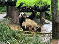 -都江堰中华大熊猫苑
