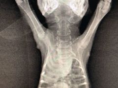 -爱侣宠医·鹦鹉专科·小型哺乳类·异宠专科(灵石路店)