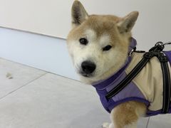 -达爱动物医院·犬猫分区·CT·复杂眼科(远洋山水分院)