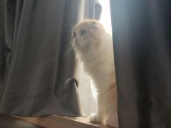 -喵园·猫主题咖啡厅·撸猫·猫咖(国贸店)