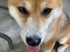 -柴犬高等学院·狗咖·柴犬售卖·宠物训练
