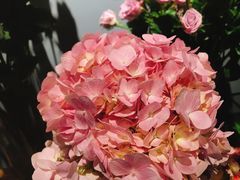 -Flower in(密渡桥店)