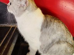 -猫小院猫主题餐厅(南锣旗舰店)