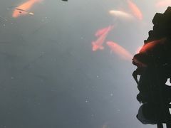 -西湖外事游船(花港观鱼码头)