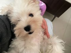 -翊宠yipet猫狗购宠庄园