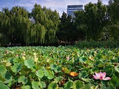 -莲花池公园