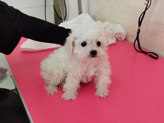 -翊宠yipet猫狗购宠庄园犬舍•猫舍