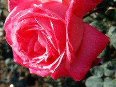 -人民公园(罗湖区)