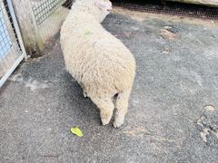 -费瑟代尔野生动物园