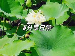 -黄兴公园