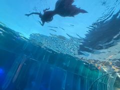 -海棠湾洲际-涛·海底餐厅·美人鱼·自助餐·海底隧道