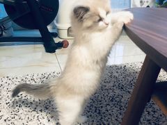 -猫十亿·布偶金渐层·曼基康矮脚猫舍(青年路店)