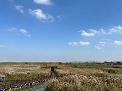 -宁波杭州湾国家湿地公园