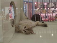 -凯德MALL(望京店)