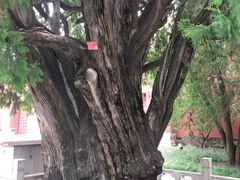 -北京市劳动人民文化宫(太庙)
