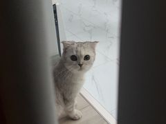 -翊宠yipet猫狗购宠庄园犬舍•猫舍