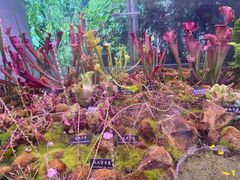 -中国科学院西双版纳热带植物园