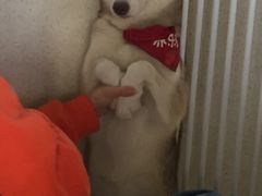 -Husky Go! 哈士奇体验馆·宠物咖啡厅狗咖