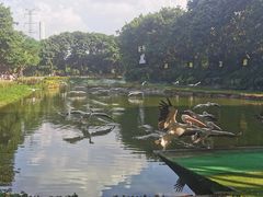-广州长隆飞鸟乐园