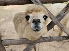 -泉州海丝野生动物世界