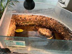 -上海大自然野生昆虫馆(东方明珠·爬宠昆虫探索中心)
