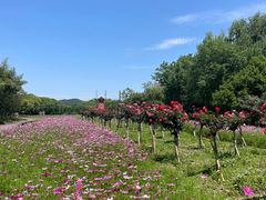 -白塔湖国家湿地公园